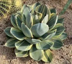 アガベ☆パリートランカータ実生選抜株 アガベ☆ブルーブライアン アガベ☆パリートランカータ実生選抜株 アガベ☆ブルー