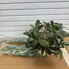 Item thumbnail for item d5c12b8b-94d9-44c5-b62b-1910b38e6a16