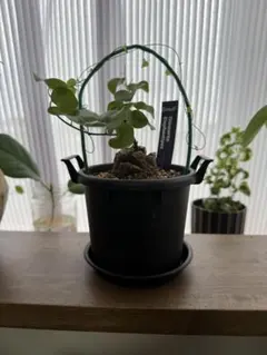 2025年最新】亀甲竜の人気アイテム - メルカリ