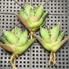 1523 アガベ トリケラトプス 白犀牛 3株同梱のサムネイル