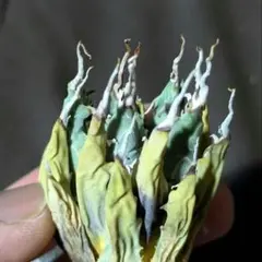 アガベ ユタエンシス エボリスピナ ベアルート株④ コンパクト 陽炎