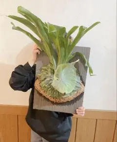 2026年最新】ビカクシダ グランデの人気アイテム - メルカリ