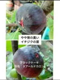 イチジクの穂木 Super Jumbo DK - メルカリ