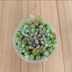 多肉植物　カット苗　6種類のサムネイル