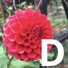 マコ様 リクエスト 3点 まとめ商品