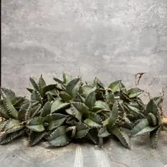 2025年最新】アガベ の人気アイテム - メルカリ