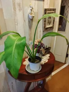 2026年最新】旅人の木の人気アイテム - メルカリ