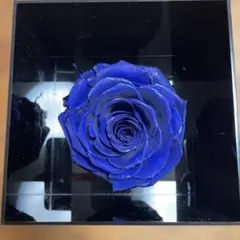 고바야시 플라워숍 프리저브드 로즈 블루