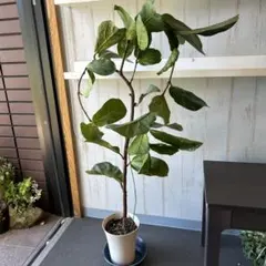 大型160cm！ フィカス・リラータ カシワバゴムの木 フェイクグリーン