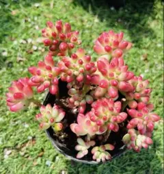 versadense×ミルキーウェイ 多肉植物抜き苗うに - メルカリ