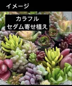 ゆあゆゆ☆様専用　3セット ｜カラフルセダム寄せ植えカット苗