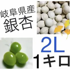 【限定品】割入れ無料‼️ 岐阜県産　銀杏　中粒大き目　2L 藤九郎　1キロのサムネイル