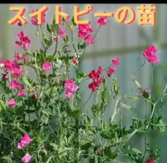 ほっぺ様 リクエスト 3点 まとめ商品