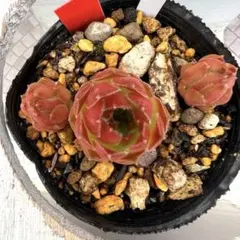 多肉植物 センペルビウム タイガーベイ No.75【赤】 - メルカリ