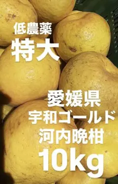 愛媛県産　特大　河内晩柑　宇和ゴールド　柑橘　10kgのサムネイル