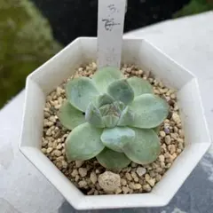 多肉植物　抹茶餅苺