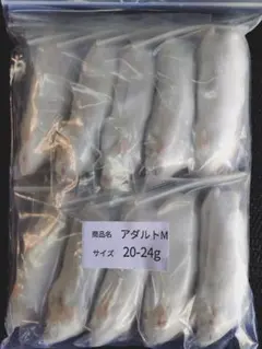 WAR様専用　送料無料　冷凍マウスアダルトM10匹