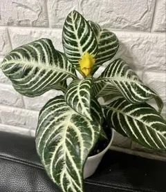 アフェランドラ・ダニア Mix (5号吊り鉢/土植え) 観葉植物 - メルカリ