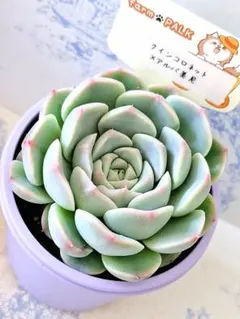 2026年最新】ファームパルクさん苗の人気アイテム - メルカリ