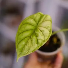 【芋】 アロカシア　メロ　オーレア　斑入り　新芽あり 芋】 アロカシア メロ オーレア 斑入り 新芽あり - メルカリ