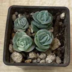 2026年最新】ラブリーローズ錦の人気アイテム - メルカリ