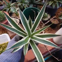 アガベ・スノーグロー　Agave hyb.'Snow Grow'のサムネイル