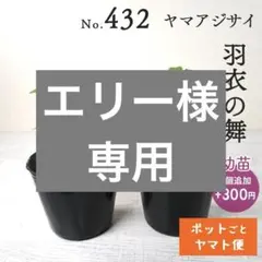ポットごとヤマト便433】ヤマアジサイ 幼苗 津江のこでまり - メルカリ