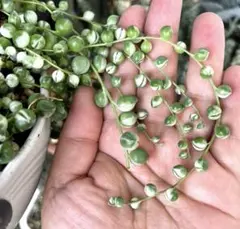 多肉植物 斑入りグリーンネックレス 5カット❣️