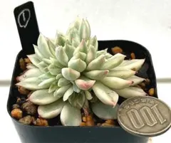 さんたろう様 リクエスト 3点 まとめ商品