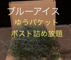 ラスト一箱　無農薬ブルーアイス　カット枝　約30本コニファー