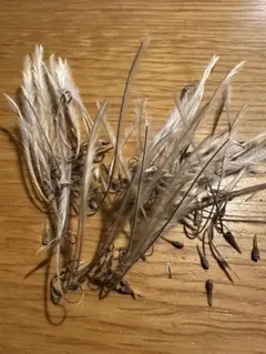 種子】 モンソニア ペニクリナ 採れたて種子20個 サルコカウロン 2025