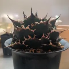 2026年最新】アガベ 親株の人気アイテム - メルカリ