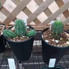 2025年最新】ユーフォルビア群星冠の人気アイテム - メルカリ