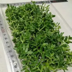 セダム　タイトゴメ　カット苗１２０個　ネコポス匿名発送