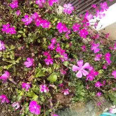 山ネコ様 リクエスト 2点 まとめ商品