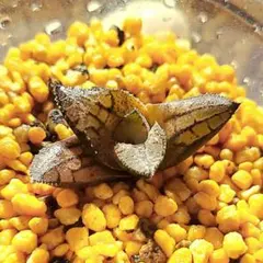 マクマトリ×竜鱗 多肉植物 ハオルチア アロエ