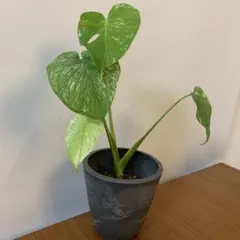 モンステラ ホワイトモンスター　天津蘭　斑入り 観葉植物　希少　メルカリ便　鉢のサムネイル