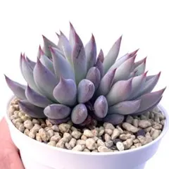 2025年最新】おらいさん苗 青鬼の人気アイテム - メルカリ