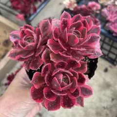 はま様 リクエスト 2点 まとめ商品