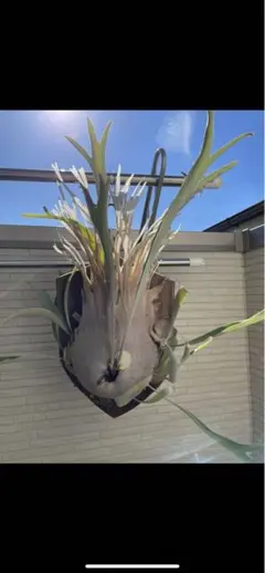 2025年最新】ベイチー 3rdの人気アイテム - メルカリ