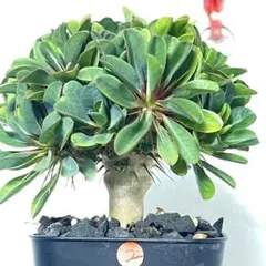 2026年最新】ギラウミニアナ 種子の人気アイテム - メルカリ