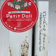 ❤️17❤️⭐️クリスマスローズ⭐️自然交配種子⭐️ - メルカリ
