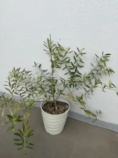 オリーブの木 ネバディロブランコ スクエア型テラコッタ鉢植え 苗