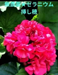 無農薬★ゼラニウム八重咲き大輪の花✿挿し穂8本★のサムネイル