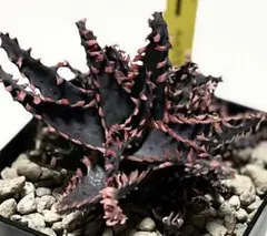 2026年最新】ブルーフレイム アガベの人気アイテム - メルカリ