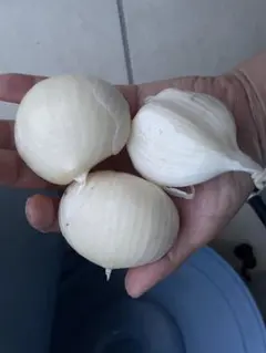 점보 갈릭 1kg