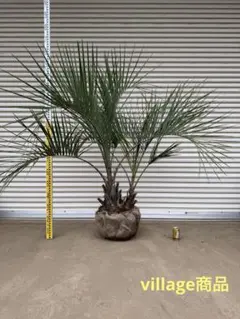 専用 ココスヤシ 幹極太 極上の品 シルバーリーフ 良形 - メルカリ