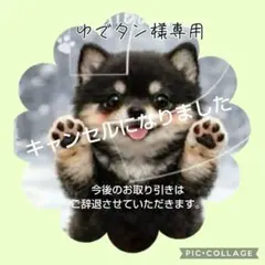 プリモ 日本製 シャムネコ ぬいぐるみ 中古品 - メルカリ