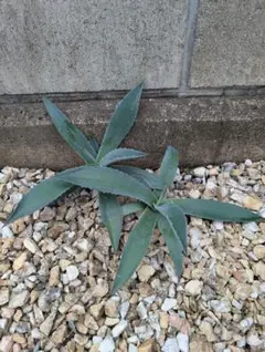 2025年最新】ドライガーデン セットの人気アイテム - メルカリ