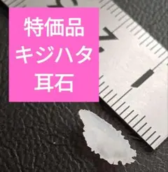 特価品キジハタ 耳石 お守りパワーストーン天然石宝石開運受験F67